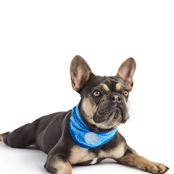 ICE BAND - Dog Cooling Bandana - Blue - Darktower Media