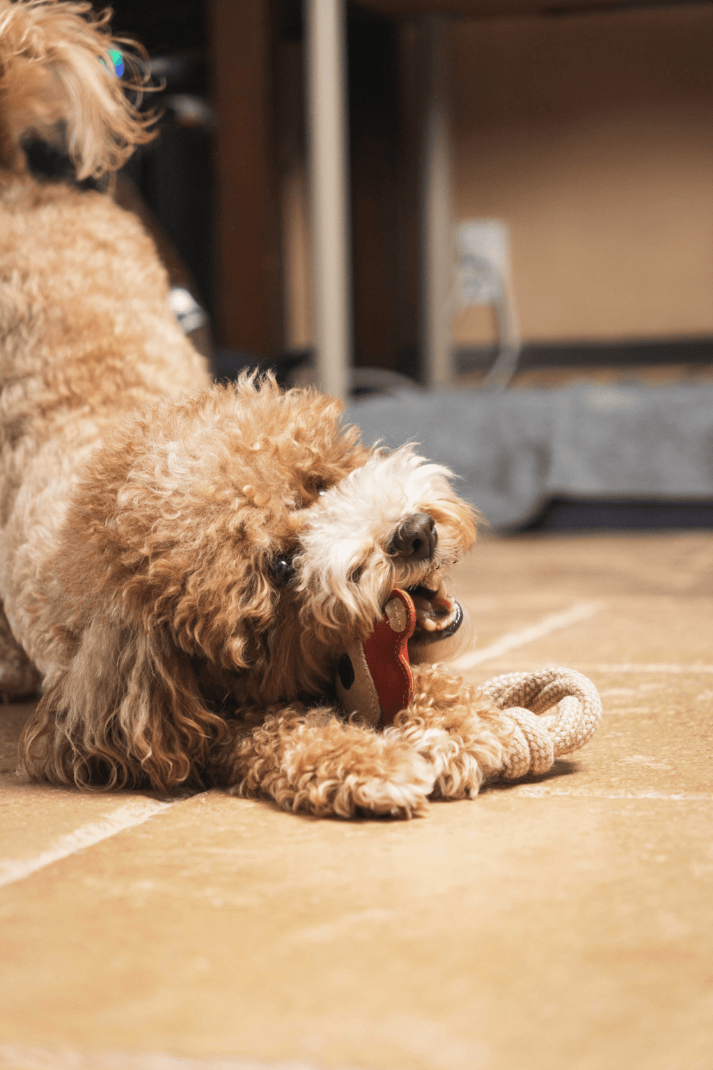 Bear & Rope Natural Dog Toy - Darktower Media