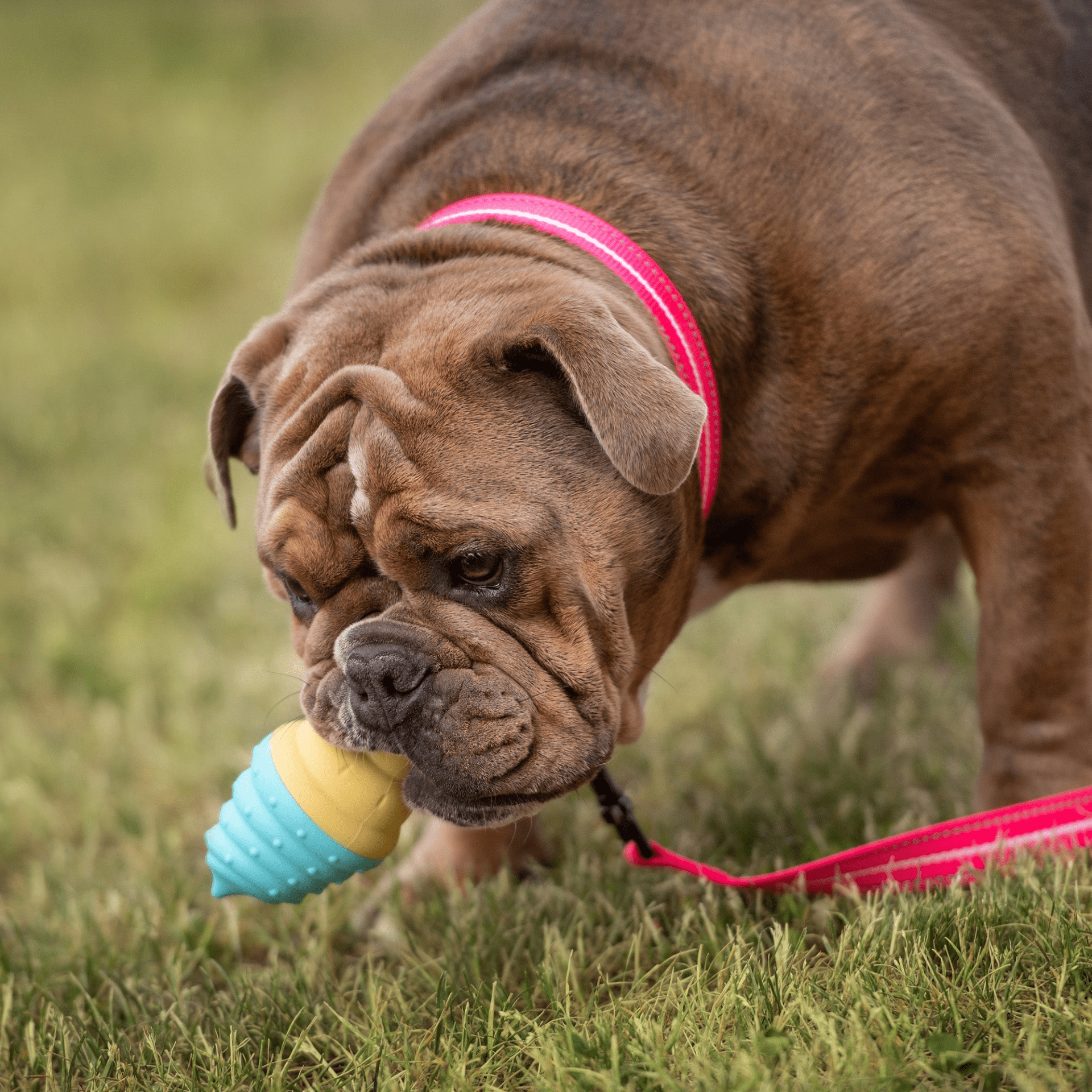 Ice Toy Display 24pcs Mix - Darktower Media