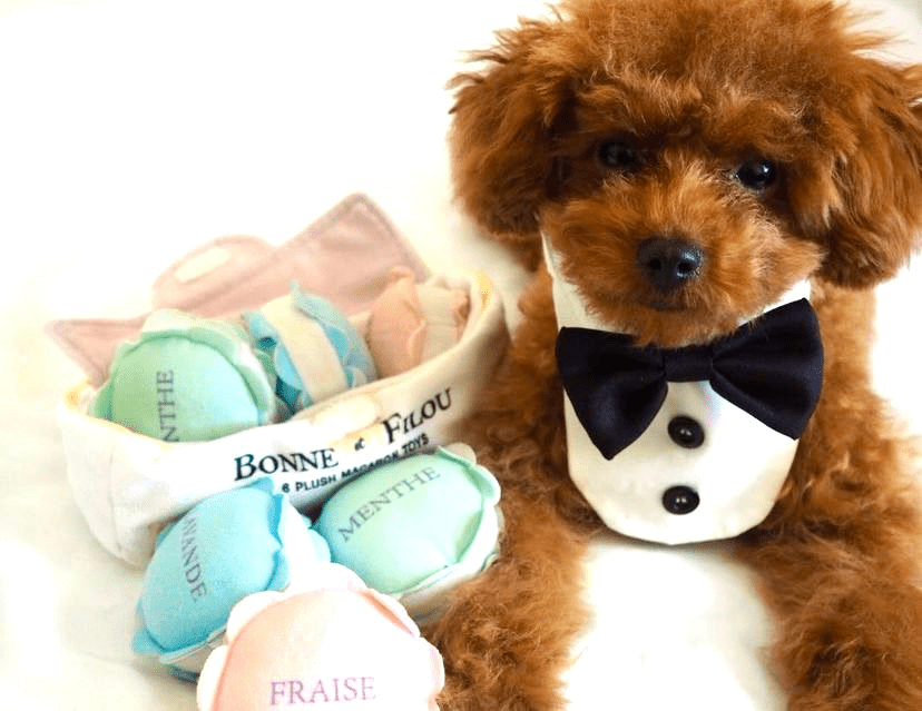 Plush Macaron Squeaky Dog Toy - Darktower Media