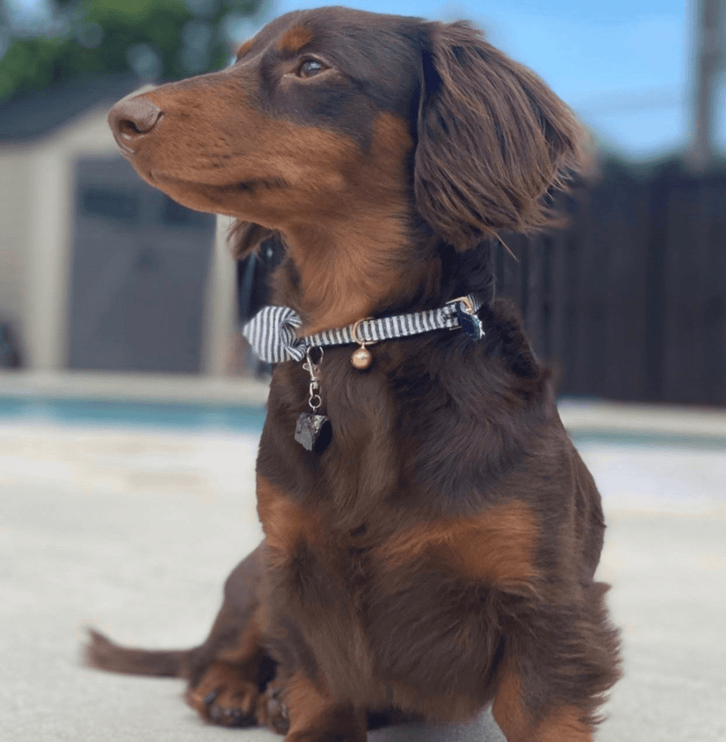 Shungite Pet Charm - Darktower Media